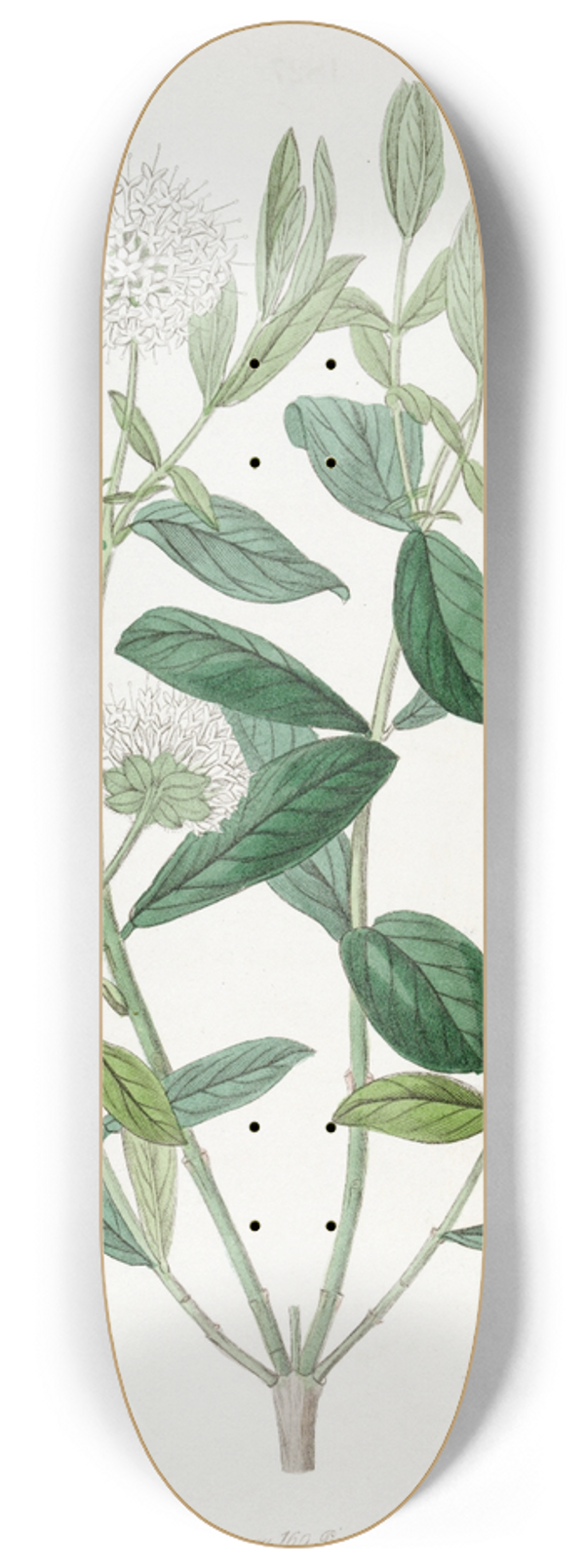 Sydenham Edwards - Privet-leaved Pimelea 8.25 inch art skate deck
