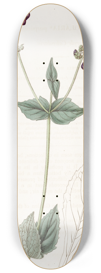 Sydenham Edwards - Purple Calceolaria 8.25 inch art skate deck