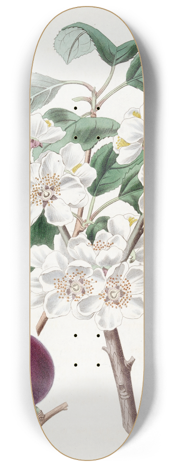 Sydenham Edwards - Purple-fruited Apricot 8.25 inch art skate deck