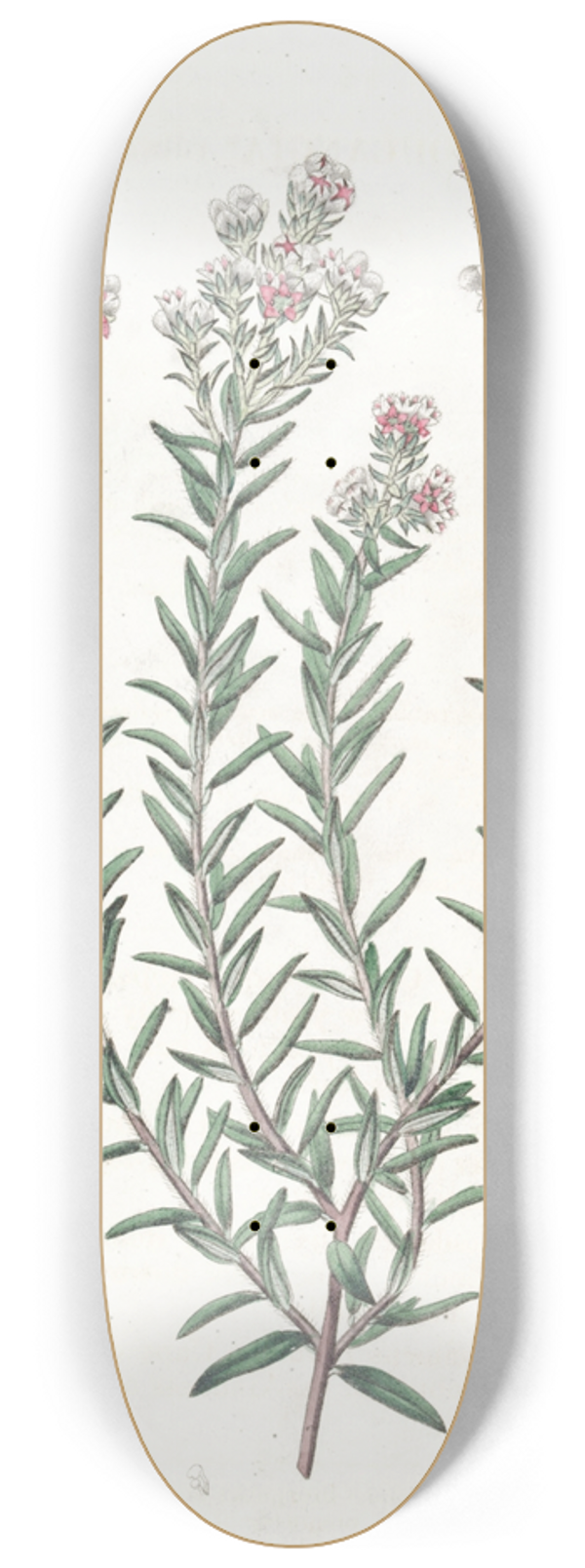 Sydenham Edwards - Red Soulangia 8.25 inch art skate deck