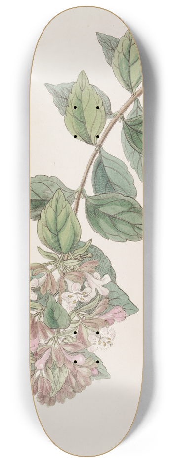 Sydenham Edwards - Rock Abelia 8.25 inch art skate deck