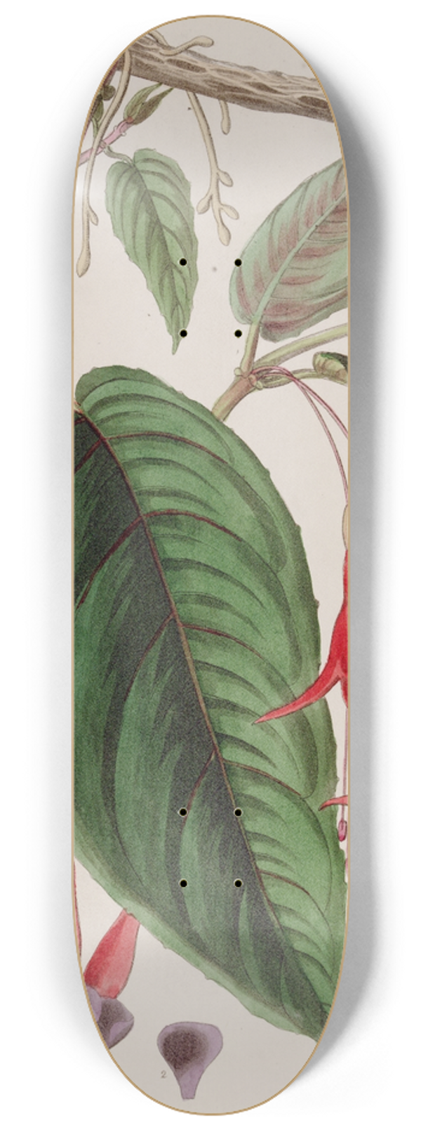 Sydenham Edwards - Rooting Fuchsia 8.25 inch art skate deck