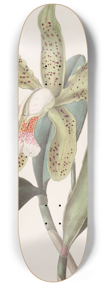 Sydenham Edwards - Rough-Lipped Cattleya 8.25 inch art skate deck
