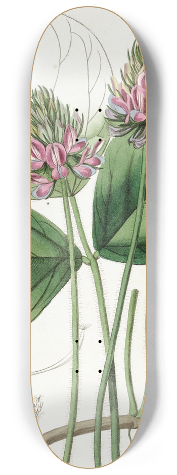 Sydenham Edwards - Round-leaved Psoralea 8.25 inch art skate deck