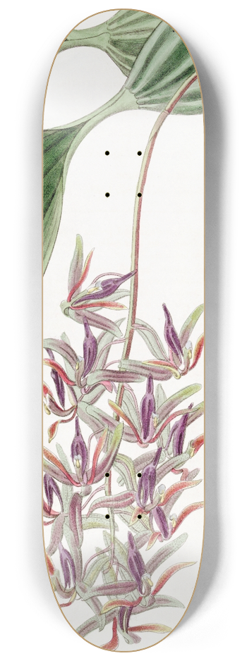 Sydenham Edwards - Sad-coloured Cirrhaea 8.25 inch art skate deck