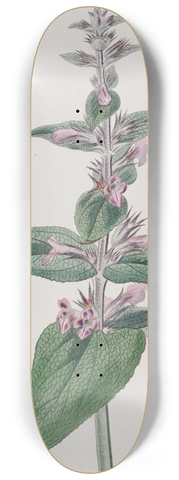 Sydenham Edwards - Sage-leaved Stachys 8.25 inch art skate deck