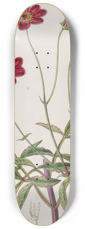 Sydenham Edwards - Scabious-like Cosmus 8.25 inch art skate deck