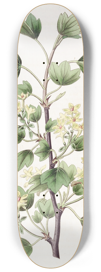 Sydenham Edwards - Scarlet-leaved Currant 8.25 inch art skate deck