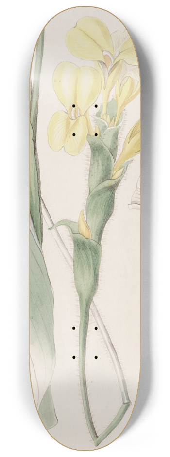 Sydenham Edwards - Shaggy Calathea 8.25 inch art skate deck