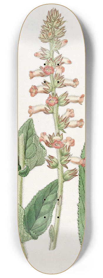 Sydenham Edwards - Shifting-leaved gesnera 8.25 inch art skate deck