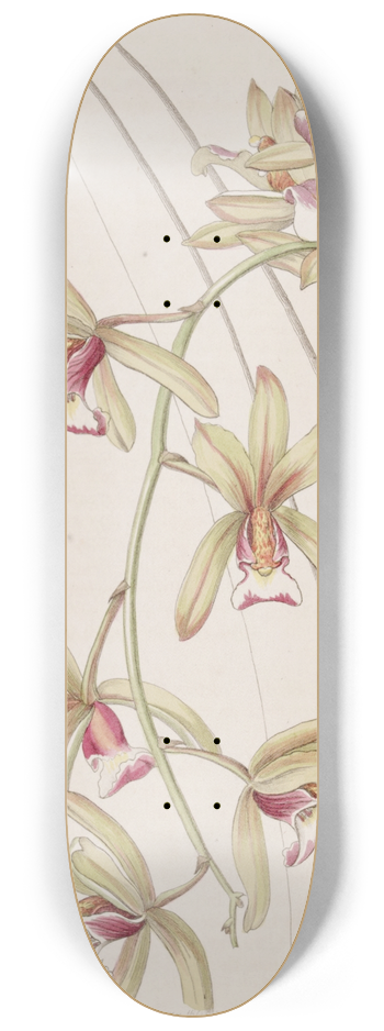Sydenham Edwards - Short-lipped thick-leaved Cymbidium 8.25 inch art skate deck