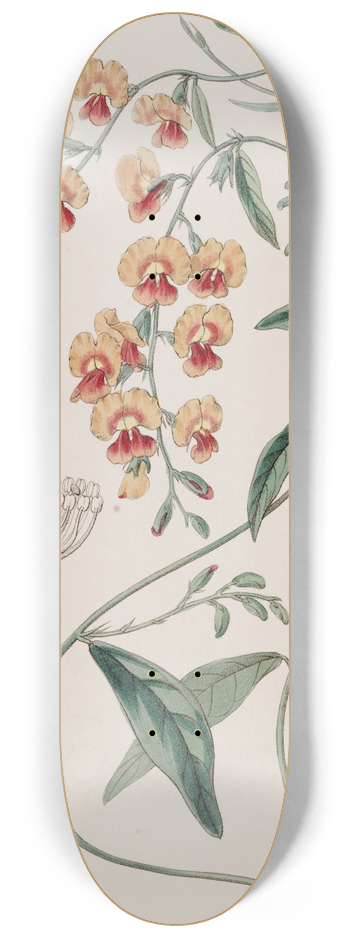 Sydenham Edwards - Showy Chorozema 8.25 inch art skate deck