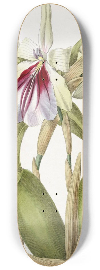 Sydenham Edwards - Showy Miltonia 8.25 inch art skate deck