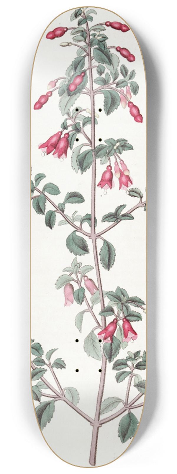 Sydenham Edwards - Small-leaved Fuchsia 8.25 inch art skate deck