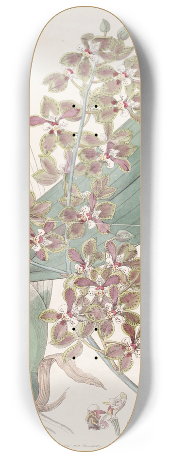 Sydenham Edwards - Small-lipped Oncidium 8.25 inch art skate deck