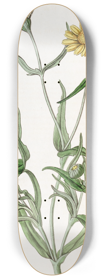 Sydenham Edwards - Smooth Lasthenia 8.25 inch art skate deck