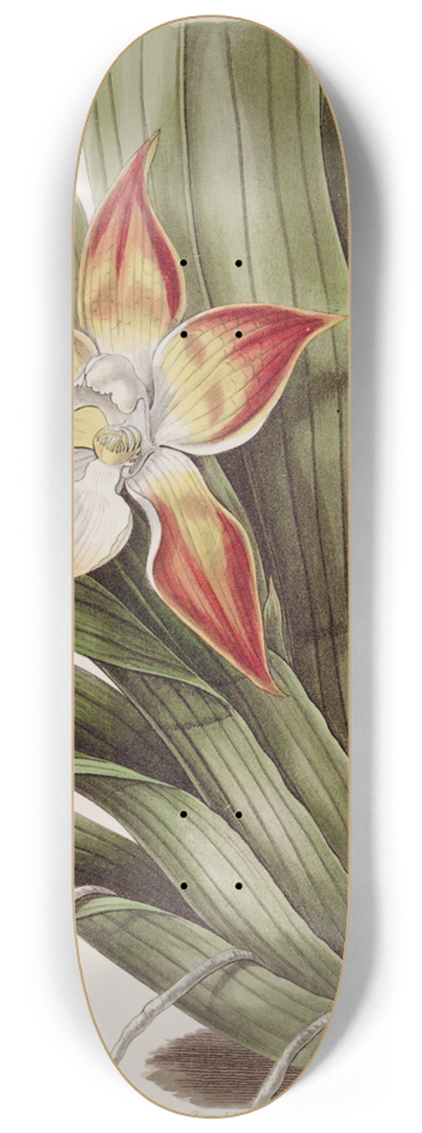 Sydenham Edwards - Speckled Huntleya 8.25 inch art skate deck