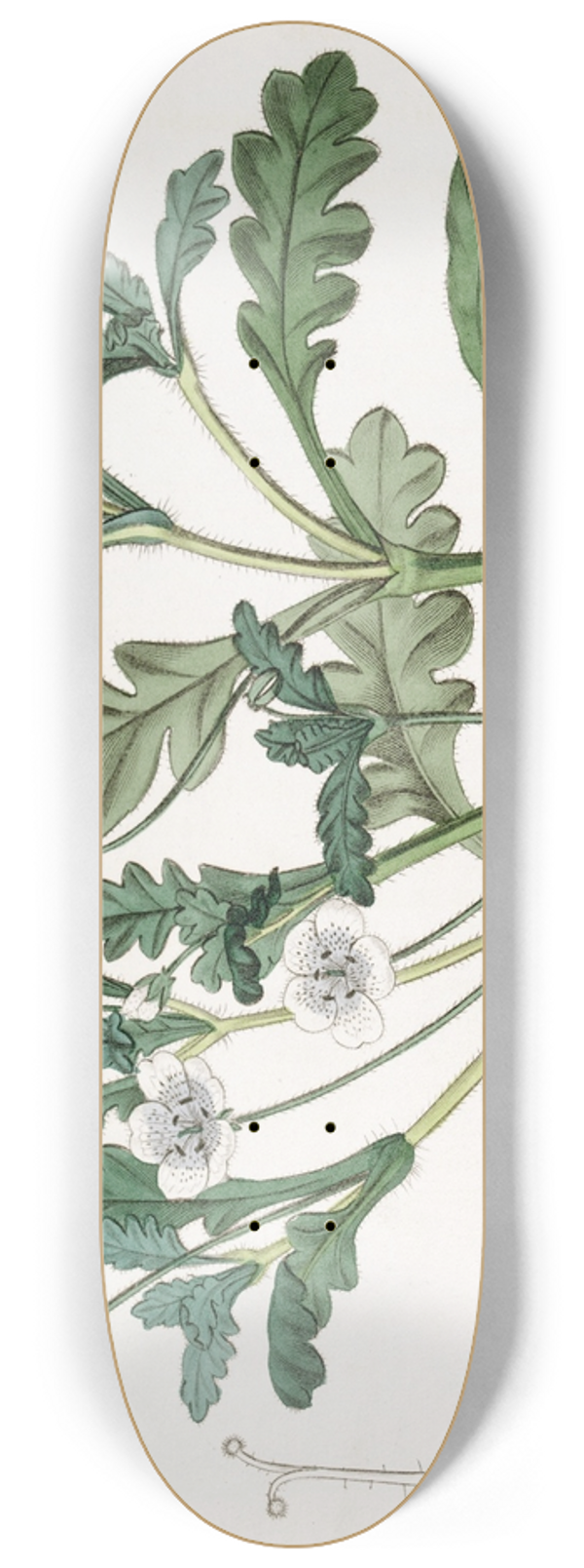 Sydenham Edwards - Speckled Nemophila 8.25 inch art skate deck