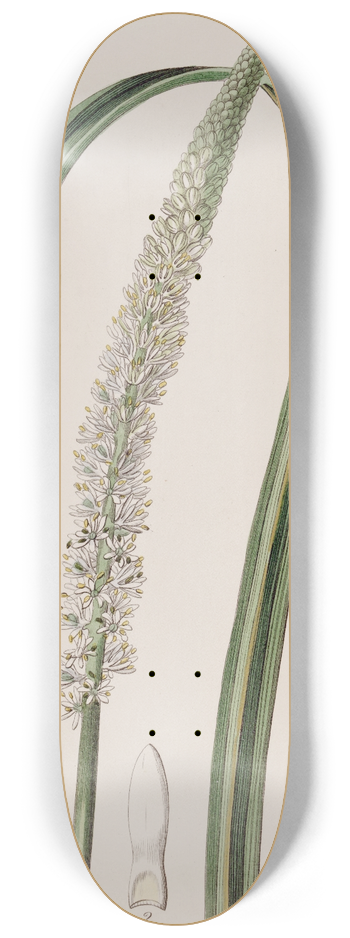 Sydenham Edwards - Spike-flowered Asagraea 8.25 inch art skate deck