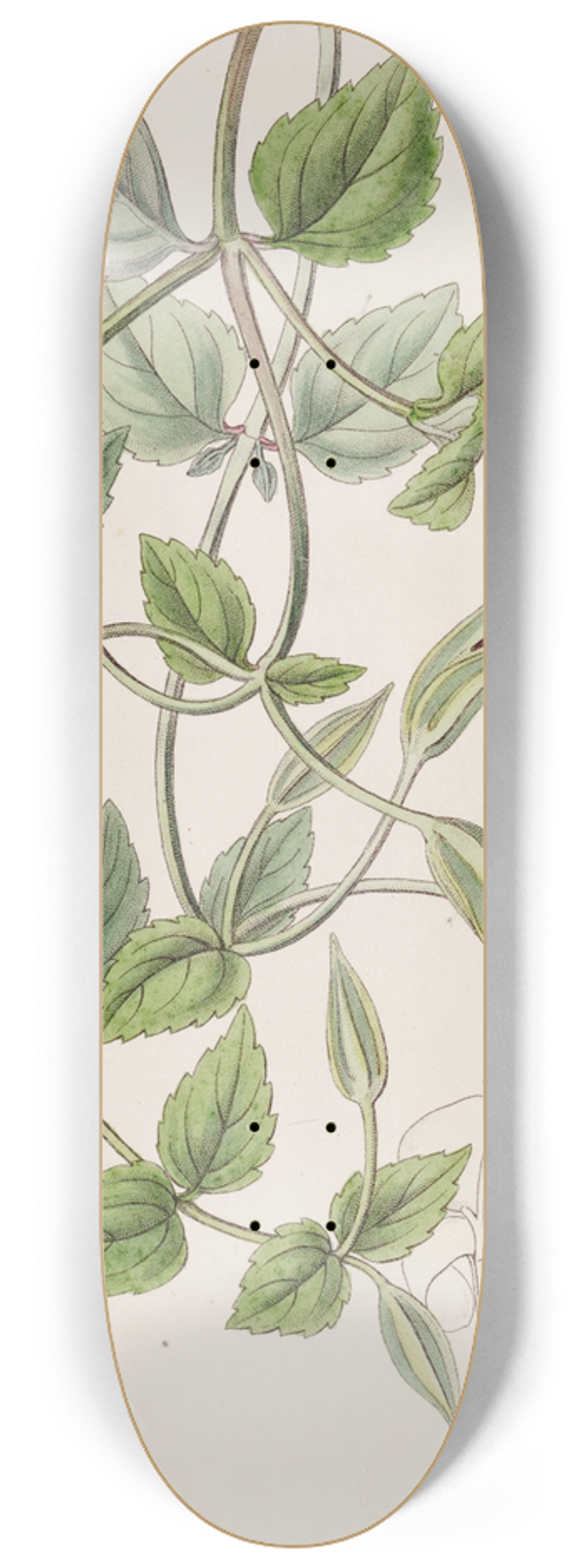 Sydenham Edwards - Spotless Violet Torenia 8.25 inch art skate deck