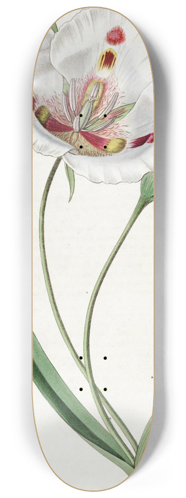 Sydenham Edwards - Spotted Calochortus 8.25 inch art skate deck