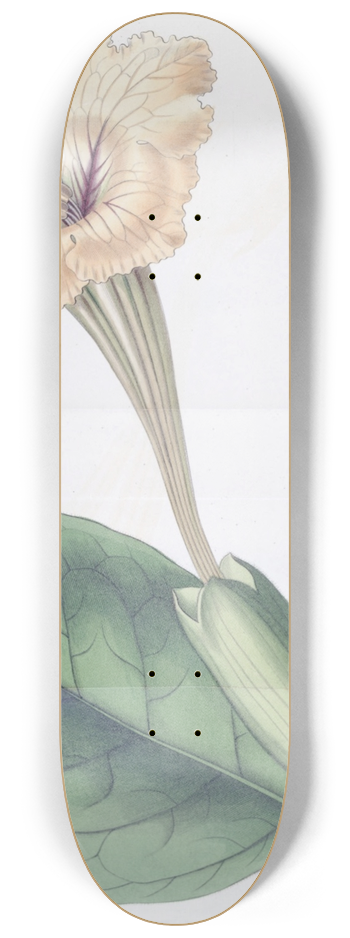 Sydenham Edwards - Spotted-flowered Solandra 8.25 inch art skate deck