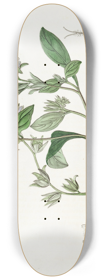 Sydenham Edwards - Straggling Eutoca 8.25 inch art skate deck