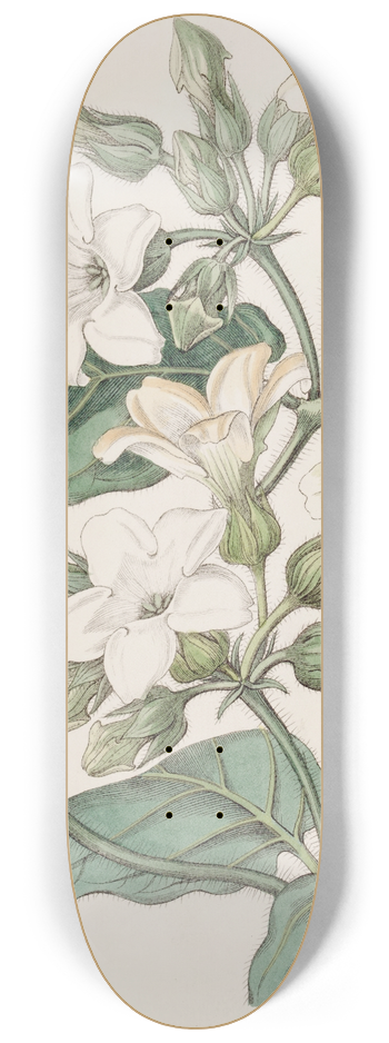 Sydenham Edwards - Strong-scented Schubertia 8.25 inch art skate deck