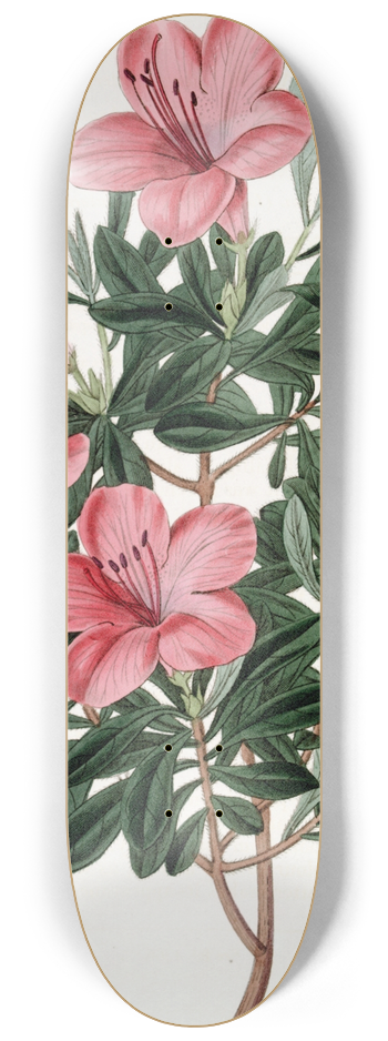 Sydenham Edwards - The Brick-red Chinese Azalea 8.25 inch art skate deck
