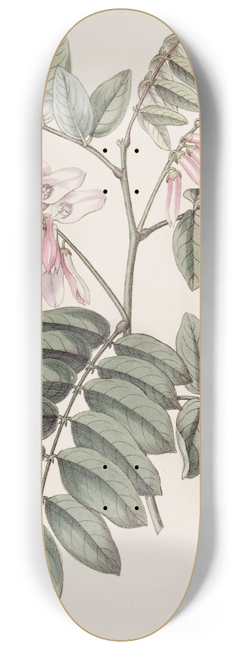 Sydenham Edwards - The comely Indigo 8.25 inch art skate deck