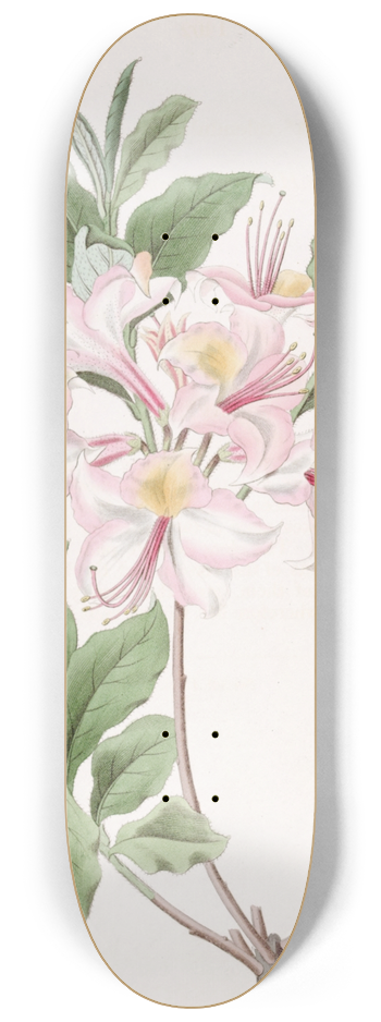 Sydenham Edwards - The Highclere Blush Azalea 8.25 inch art skate deck