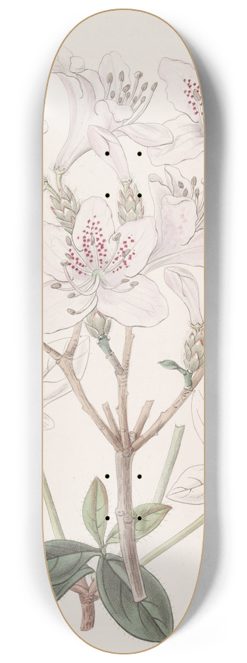 Sydenham Edwards - The scaly Azalea 8.25 inch art skate deck