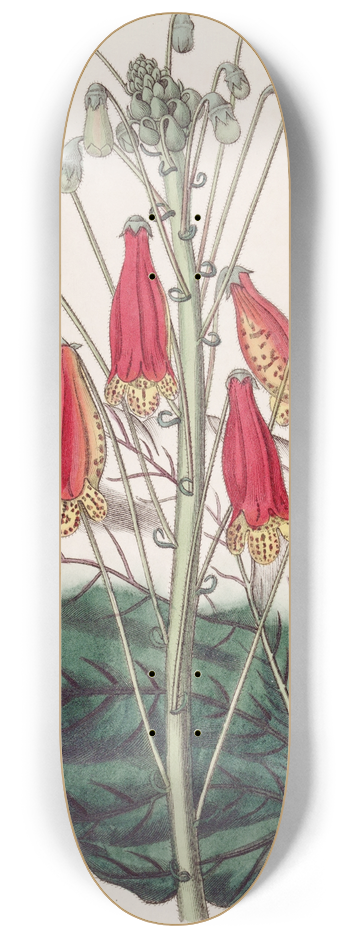 Sydenham Edwards - The Zebra Gesnera 8.25 inch art skate deck