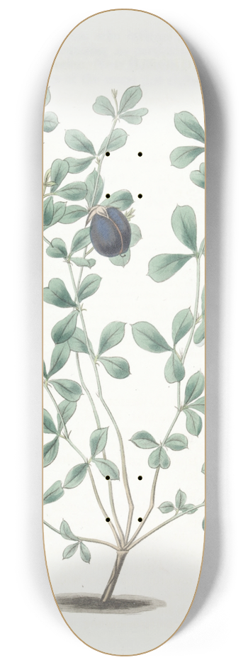 Sydenham Edwards - Thick-edged Gompholobium 8.25 inch art skate deck