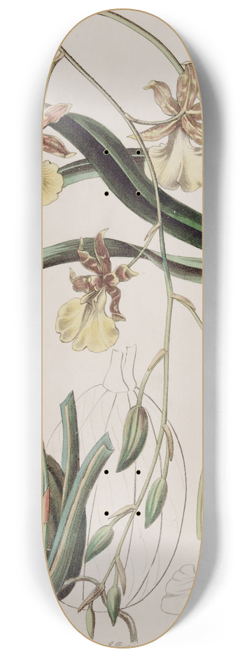 Sydenham Edwards - Thread-stalked Curvelip 8.25 inch art skate deck