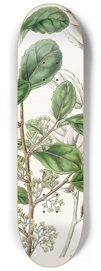 Sydenham Edwards - Toothed Azara 8.25 inch art skate deck