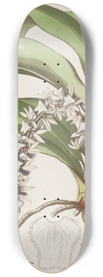 Sydenham Edwards - Transparent Angrec 8.25 inch art skate deck