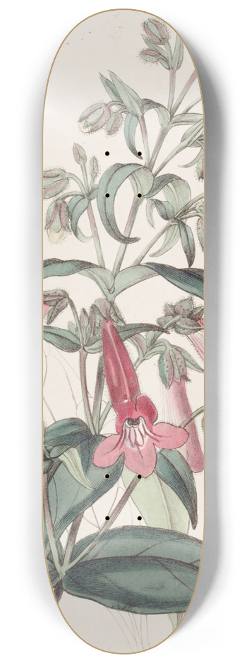 Sydenham Edwards - Transparent Gentian-like Pentstemon 8.25 inch art skate deck