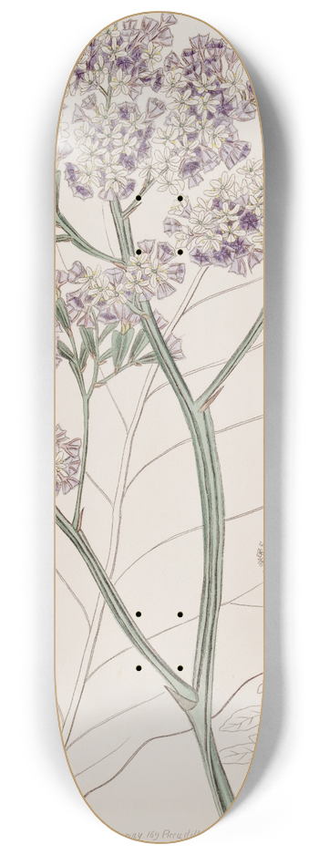 Sydenham Edwards - Tree Statice 8.25 inch art skate deck