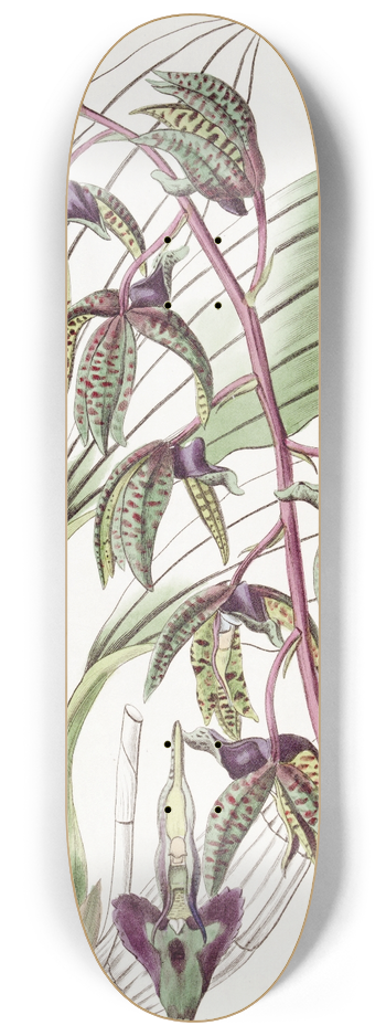 Sydenham Edwards - Triangular lipped Flywort 8.25 inch art skate deck