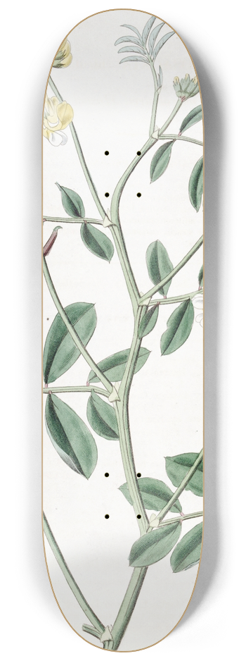 Sydenham Edwards - Two-coloured Hosackia 8.25 inch art skate deck