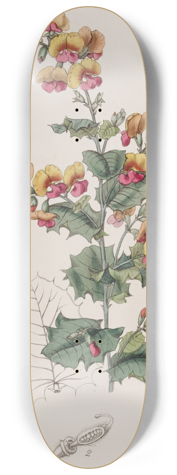 Sydenham Edwards - Various-leaved Chorozema 8.25 inch art skate deck