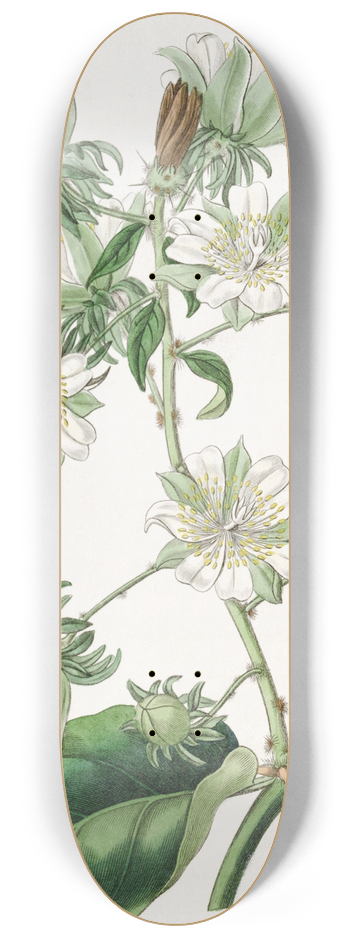 Sydenham Edwards - West-Indian Gooseberry 8.25 inch art skate deck