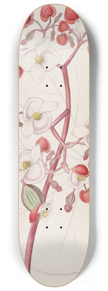 Sydenham Edwards - White and Scarlet Begonia 8.25 inch art skate deck