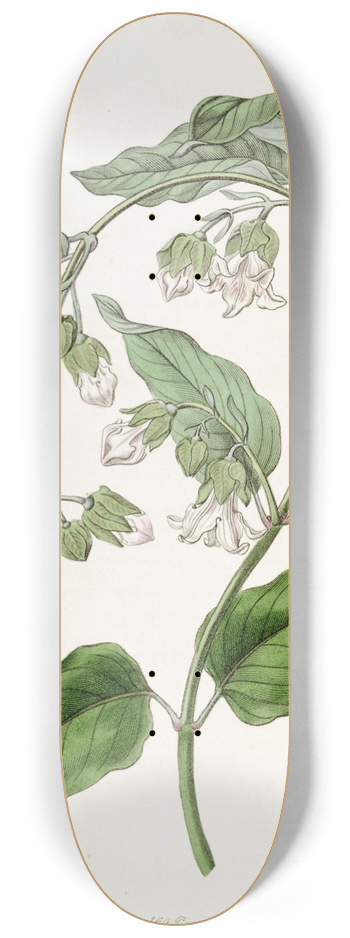 Sydenham Edwards - White Bladderbloom 8.25 inch art skate deck