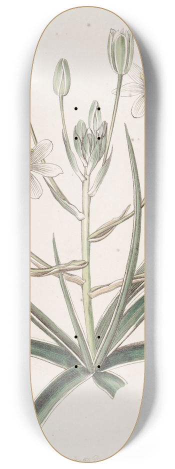 Sydenham Edwards - White-edged Ornithogalum 8.25 inch art skate deck