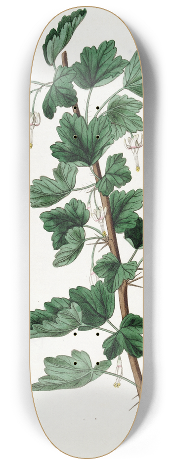 Sydenham Edwards - White-flowered Gooseberry 8.25 inch art skate deck