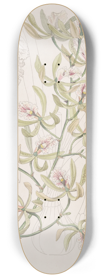 Sydenham Edwards - Winged Epidendrum 8.25 inch art skate deck