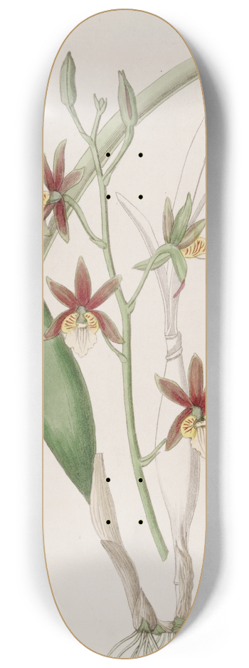 Sydenham Edwards - Wing-fruited Epidendrum 8.25 inch art skate deck