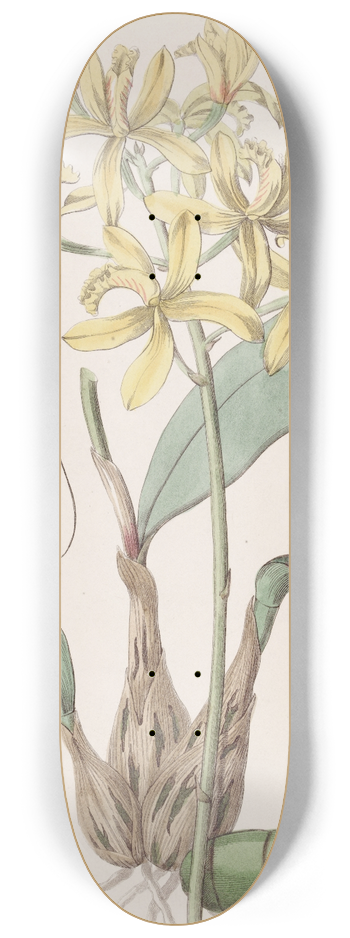 Sydenham Edwards - Yellow Laelia 8.25 inch art skate deck